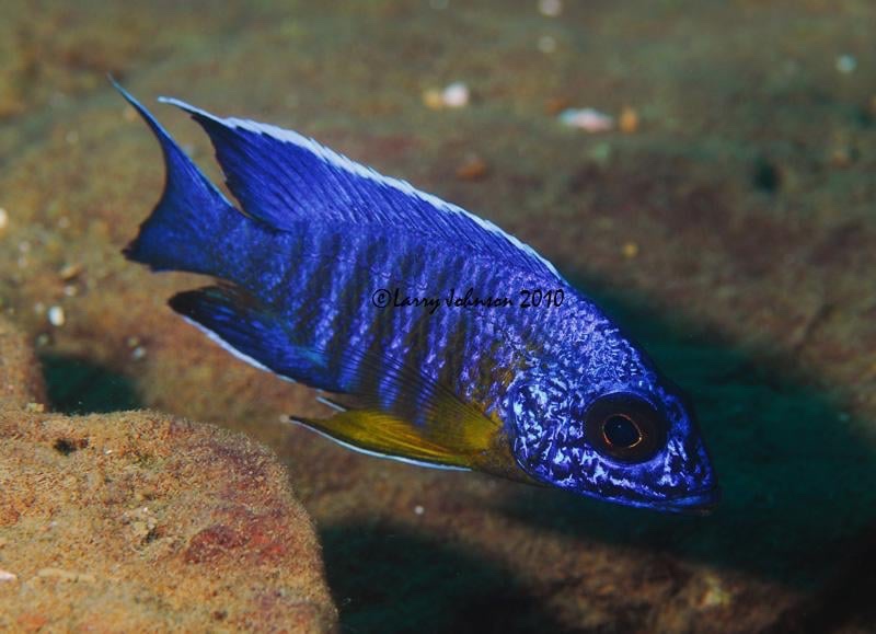 Aulonocara stuartgranti 'Chitimba Bay (Deep)'